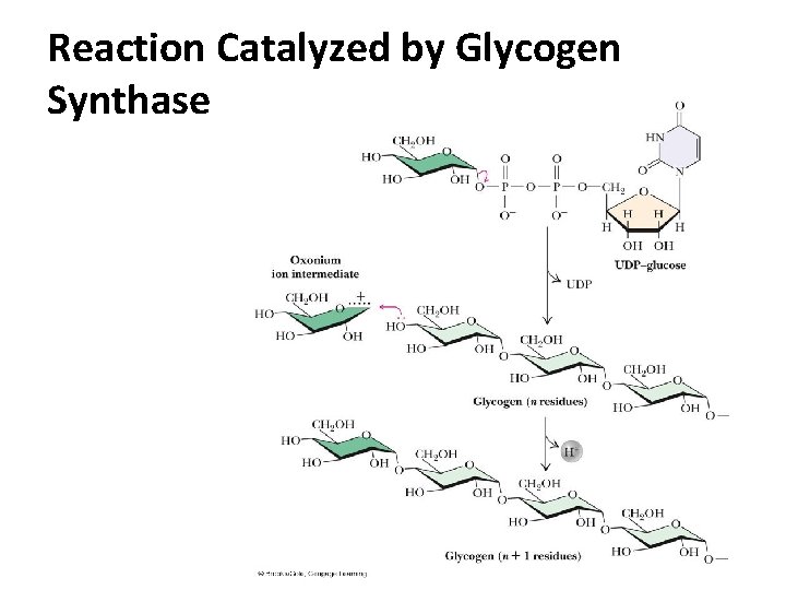 Reaction Catalyzed by Glycogen Synthase 