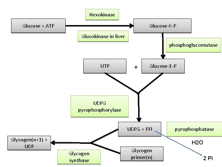 Hexokinase Glucose + ATP Glucose-6 -P Glucokinase in liver phosphoglucomutase UTP + Glucose-1 -P
