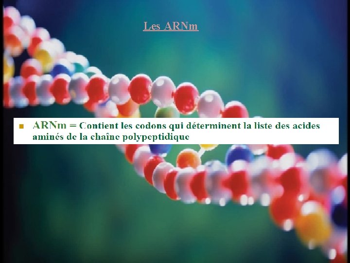 Les ARNm 