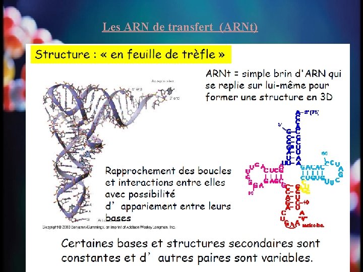 Les ARN de transfert (ARNt) 