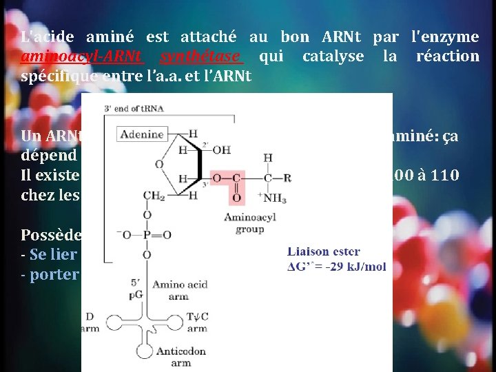 L'acide aminé est attaché au bon ARNt par l'enzyme aminoacyl-ARNt synthétase qui catalyse la