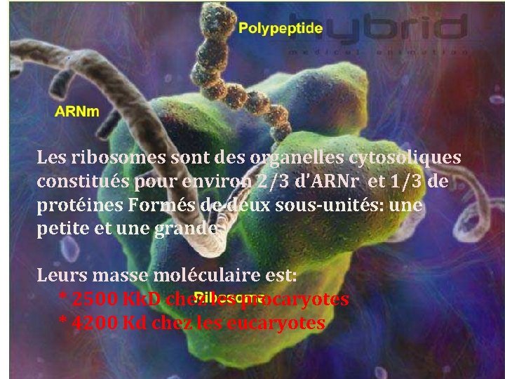 Les ribosomes sont des organelles cytosoliques constitués pour environ 2/3 d’ARNr et 1/3 de