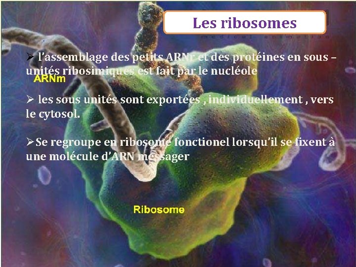 Les ribosomes Ø l’assemblage des petits ARNr et des protéines en sous – unités