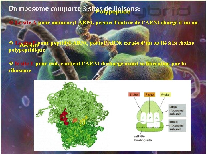 Un ribosome comporte 3 sites de liaisons: v Le site A pour aminoacyl-ARNt, permet