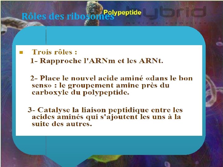 Rôles des ribosomes 