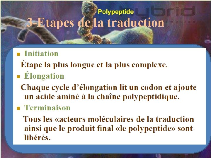 3 -Etapes de la traduction 