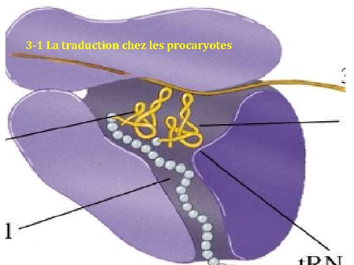 3 -1 La traduction chez les procaryotes 