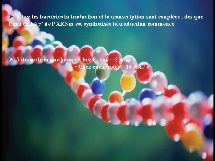 Ø Chez les bactéries la traduction et la transcription sont couplées , des que
