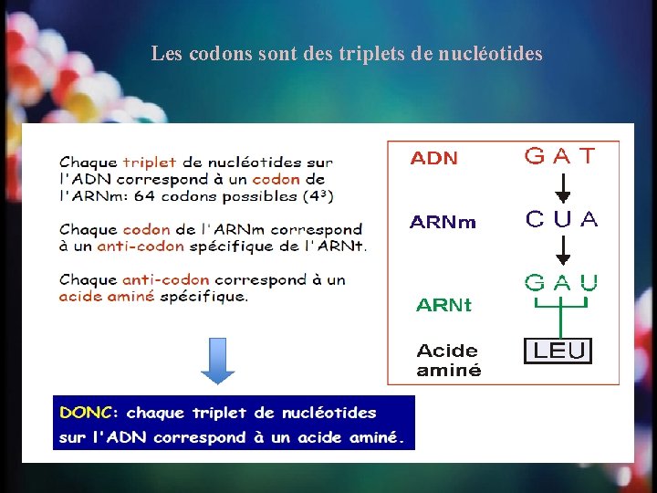 Les codons sont des triplets de nucléotides 