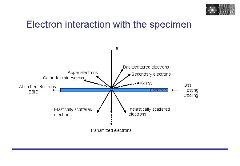 Electron interaction with the specimen e- Backscattered electrons Auger electrons Cathodoluminescence Secondary electrons X-rays