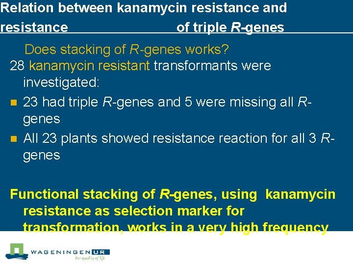 Relation between kanamycin resistance and resistance of triple R-genes Does stacking of R-genes works?