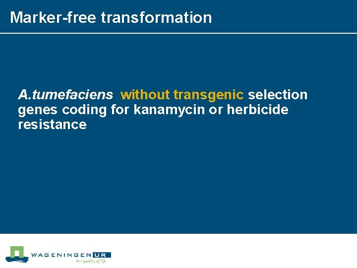 Marker-free transformation A. tumefaciens without transgenic selection genes coding for kanamycin or herbicide resistance