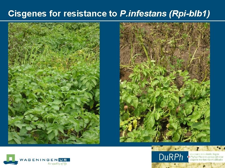 Cisgenes for resistance to P. infestans (Rpi-blb 1) 