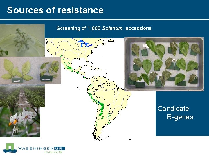 Sources of resistance Screening of 1, 000 Solanum accessions Candidate R-genes 