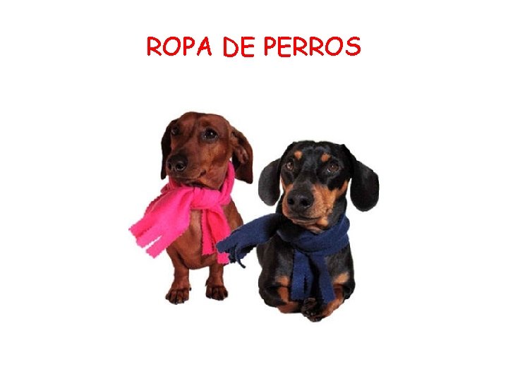 ROPA DE PERROS 