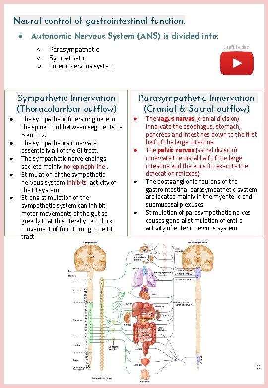 Neural control of gastrointestinal function: ● Autonomic Nervous System (ANS) is divided into: ○ Neural control of gastrointestinal function: ● Autonomic Nervous System (ANS) is divided into: ○