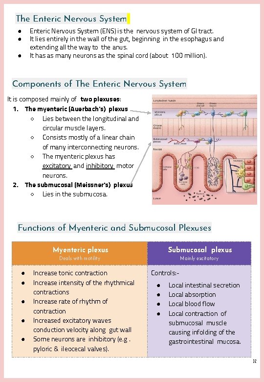 The Enteric Nervous System ● ● ● Enteric Nervous System (ENS) is the nervous The Enteric Nervous System ● ● ● Enteric Nervous System (ENS) is the nervous
