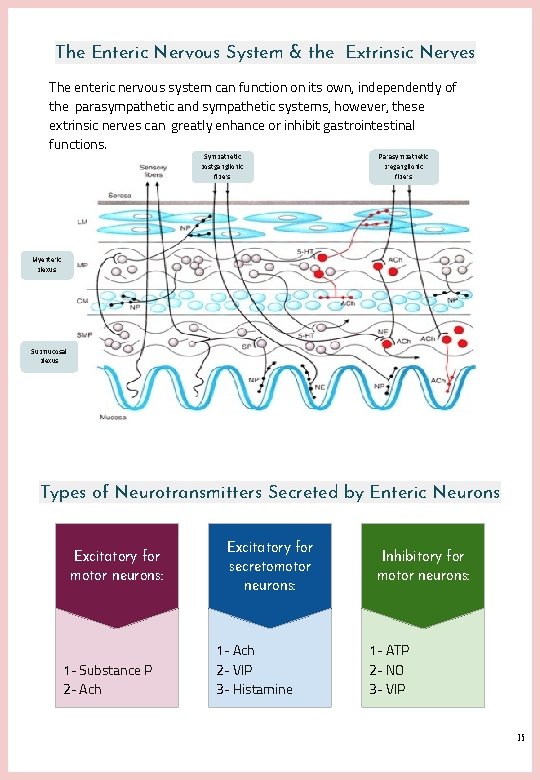 The Enteric Nervous System & the Extrinsic Nerves The enteric nervous system can function The Enteric Nervous System & the Extrinsic Nerves The enteric nervous system can function