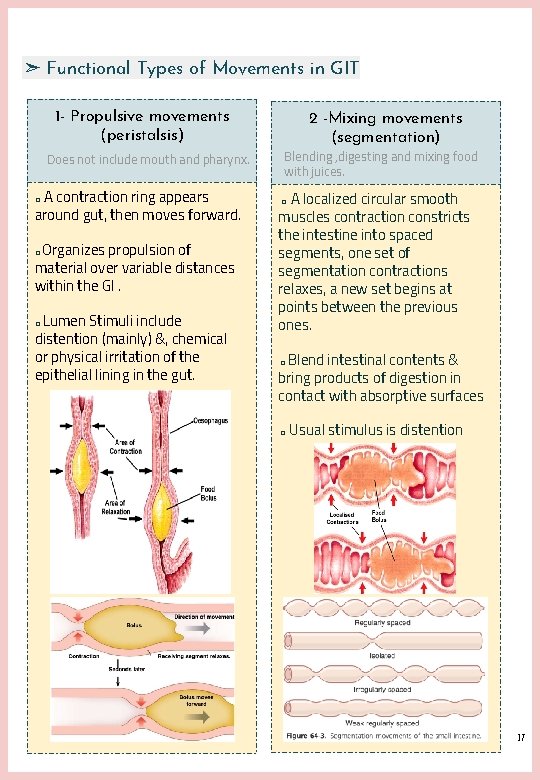 ➣ Functional Types of Movements in GIT 1 - Propulsive movements (peristalsis) Does not ➣ Functional Types of Movements in GIT 1 - Propulsive movements (peristalsis) Does not
