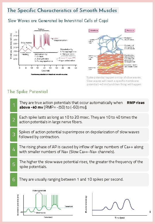 The Specific Characteristics of Smooth Muscles Slow Waves are Generated by Interstitial Cells of The Specific Characteristics of Smooth Muscles Slow Waves are Generated by Interstitial Cells of