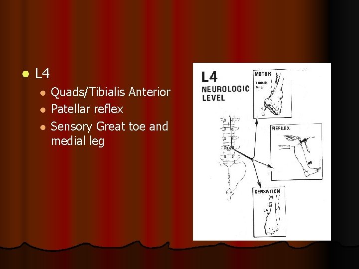 l L 4 l l l Quads/Tibialis Anterior Patellar reflex Sensory Great toe and
