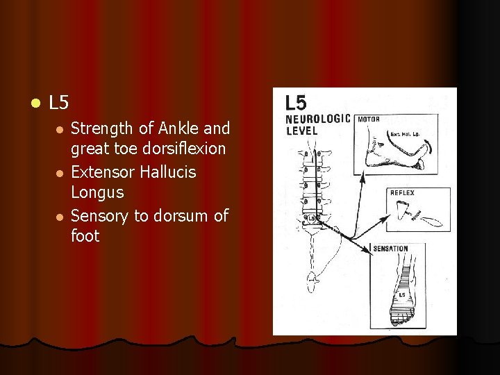 l L 5 l l l Strength of Ankle and great toe dorsiflexion Extensor