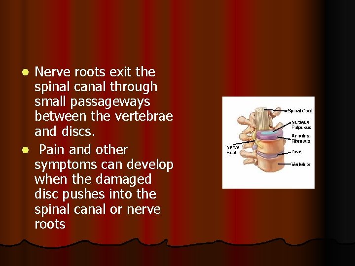 Nerve roots exit the spinal canal through small passageways between the vertebrae and discs.