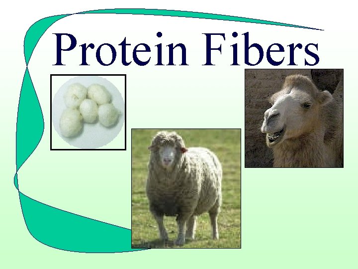 Protein Fibers 