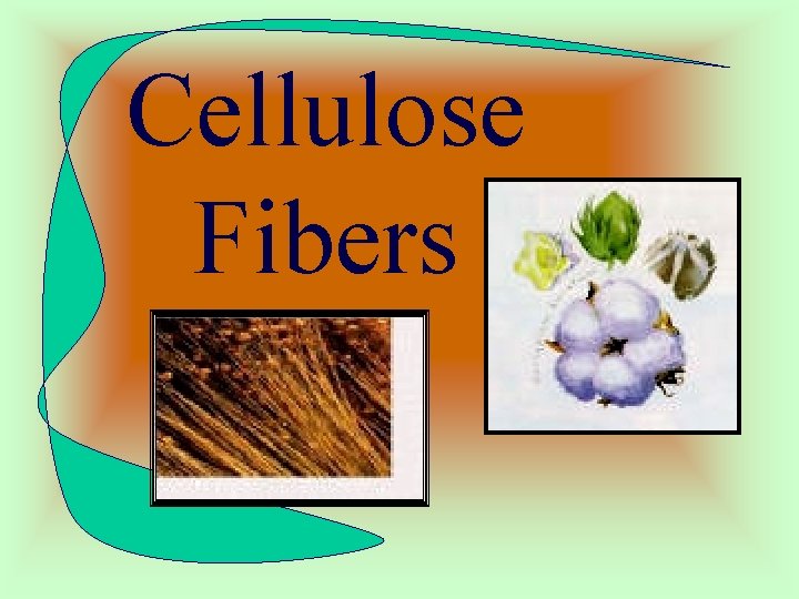 Cellulose Fibers 