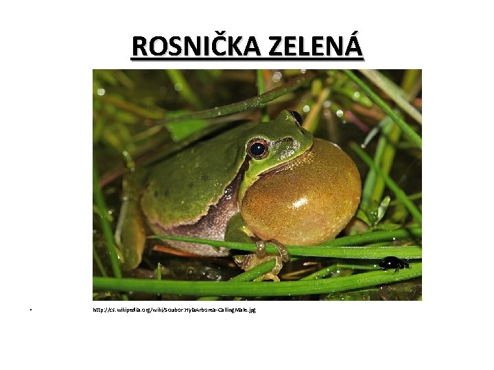 ROSNIČKA ZELENÁ • http: //cs. wikipedia. org/wiki/Soubor: Hyla. Arborea-Calling. Male. jpg 