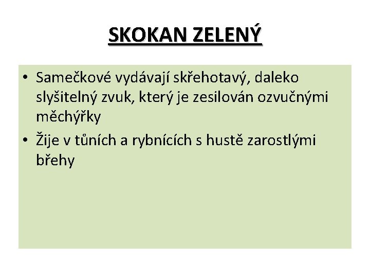 SKOKAN ZELENÝ • Samečkové vydávají skřehotavý, daleko slyšitelný zvuk, který je zesilován ozvučnými měchýřky