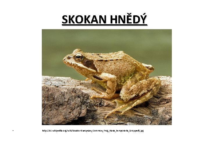 SKOKAN HNĚDÝ • http: //cs. wikipedia. org/wiki/Soubor: European_Common_Frog_Rana_temporaria_(cropped). jpg 
