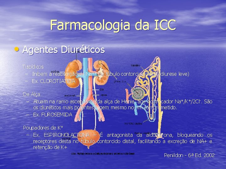 Farmacologia da ICC • Agentes Diuréticos Tiazídicos – Inibem a reabsorção de Na++ no