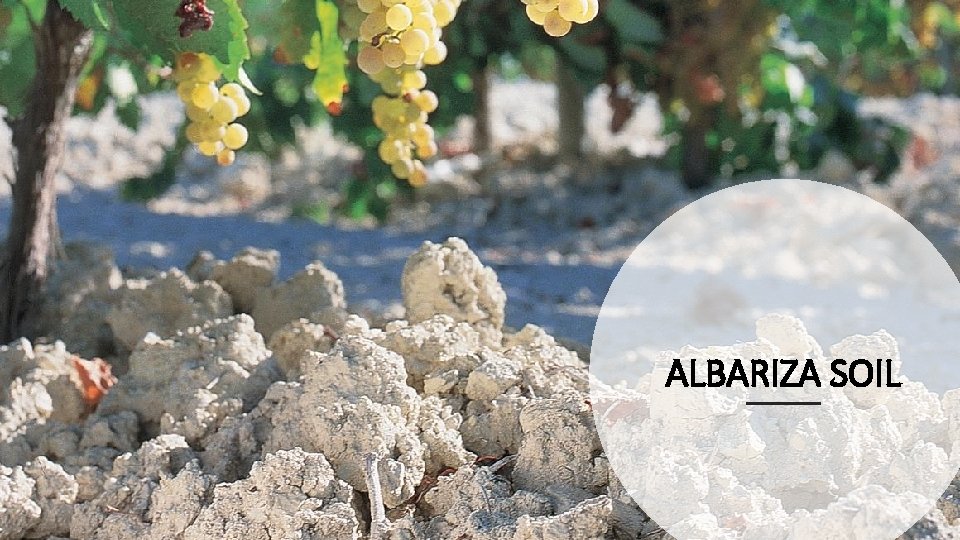 ALBARIZA SOIL 