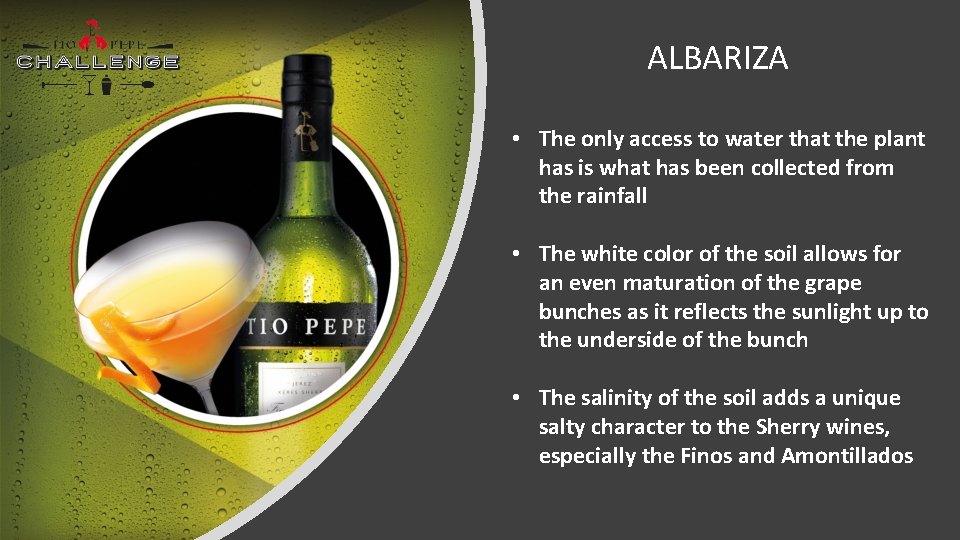 ALBARIZA • The only access to water that the plant has is what has