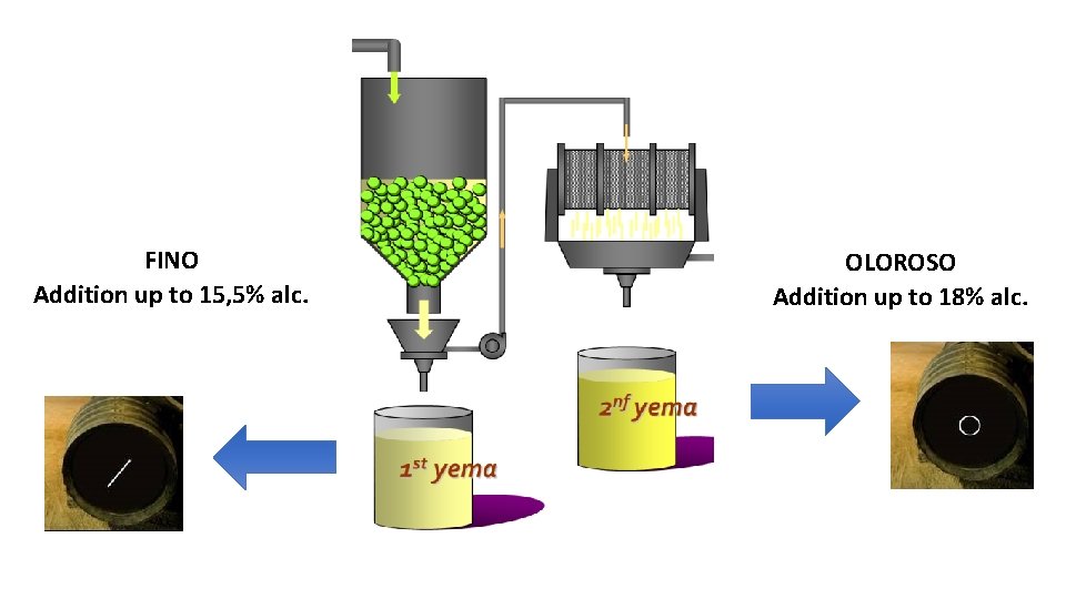 FINO Addition up to 15, 5% alc. OLOROSO Addition up to 18% alc. 