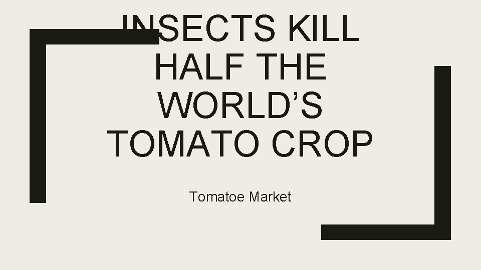 INSECTS KILL HALF THE WORLD’S TOMATO CROP Tomatoe Market 