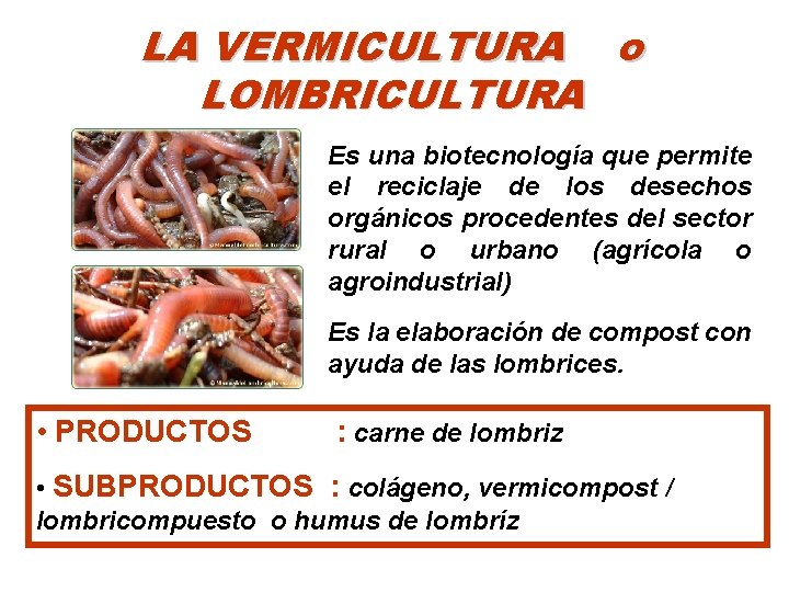 LA VERMICULTURA o LOMBRICULTURA Es una biotecnología que permite el reciclaje de los desechos