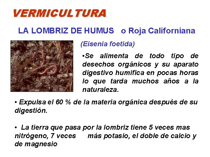 VERMICULTURA LA LOMBRIZ DE HUMUS o Roja Californiana (Eisenia foetida) • Se alimenta de