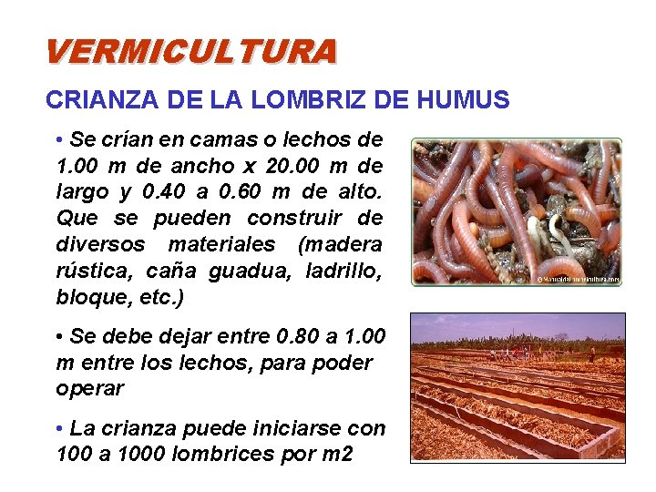 VERMICULTURA CRIANZA DE LA LOMBRIZ DE HUMUS • Se crían en camas o lechos