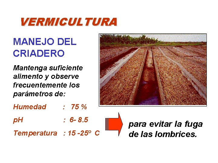 VERMICULTURA MANEJO DEL CRIADERO Mantenga suficiente alimento y observe frecuentemente los parámetros de: Humedad