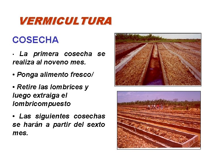 VERMICULTURA COSECHA La primera cosecha se realiza al noveno mes. • • Ponga alimento