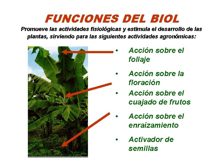 FUNCIONES DEL BIOL Promueve las actividades fisiológicas y estimula el desarrollo de las plantas,