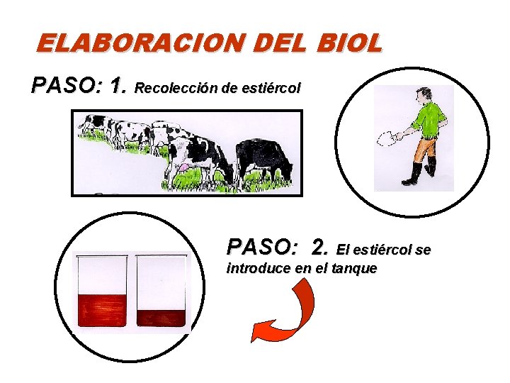 ELABORACION DEL BIOL PASO: 1. Recolección de estiércol PASO: 2. El estiércol se introduce