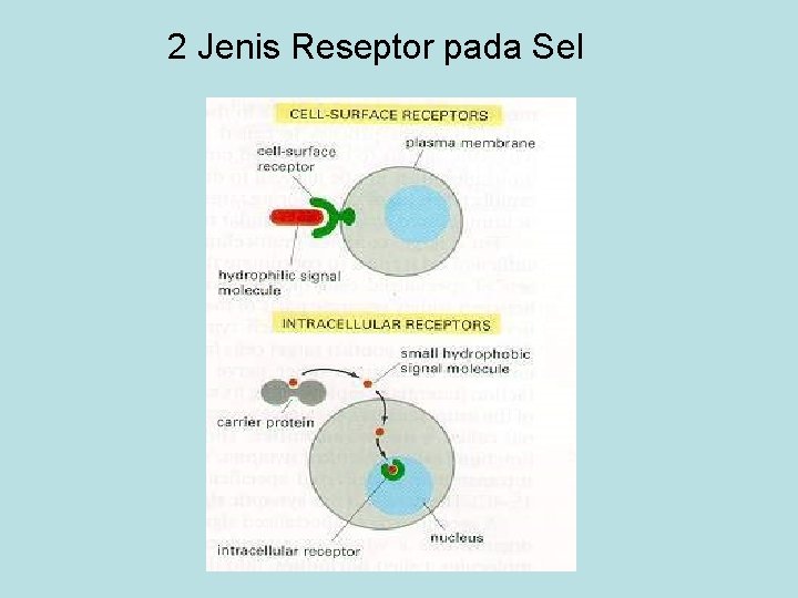 2 Jenis Reseptor pada Sel 