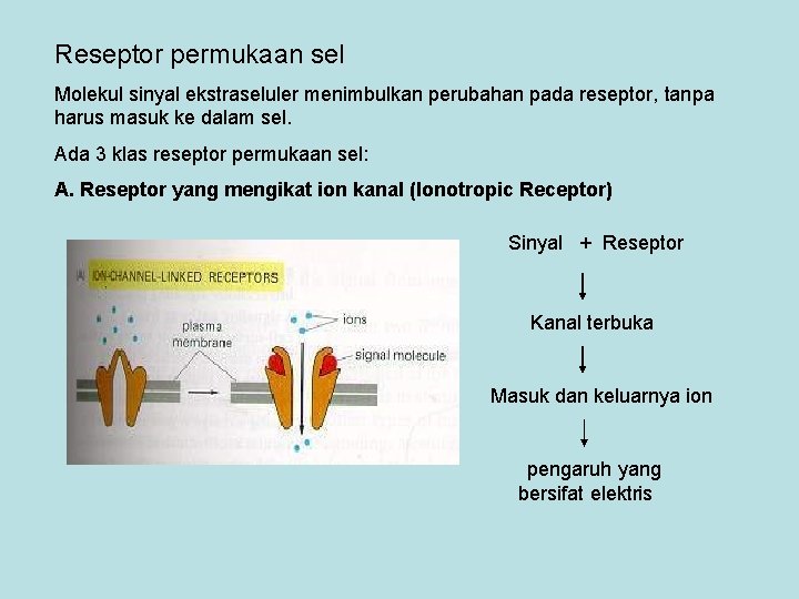 Reseptor permukaan sel Molekul sinyal ekstraseluler menimbulkan perubahan pada reseptor, tanpa harus masuk ke