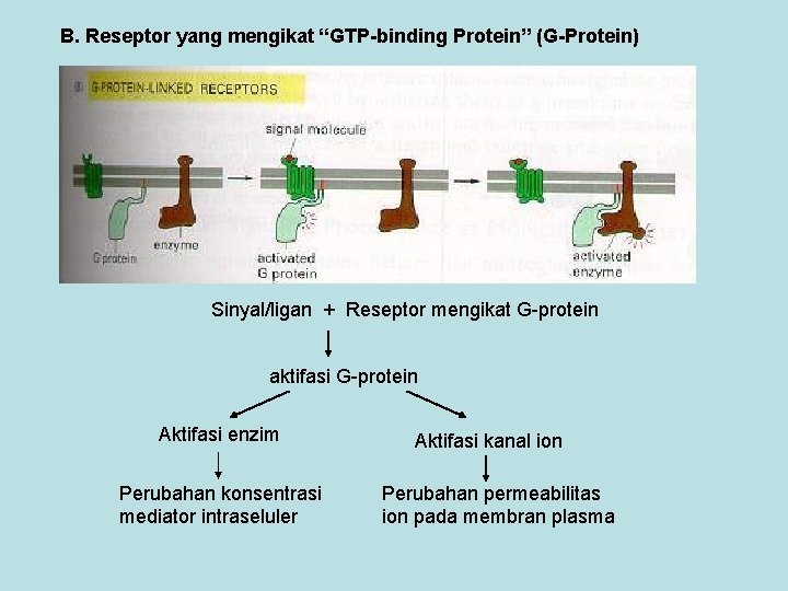 B. Reseptor yang mengikat “GTP-binding Protein” (G-Protein) Sinyal/ligan + Reseptor mengikat G-protein aktifasi G-protein