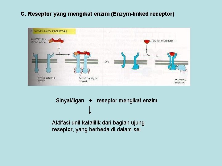 C. Reseptor yang mengikat enzim (Enzym-linked receptor) Sinyal/ligan + reseptor mengikat enzim Aktifasi unit