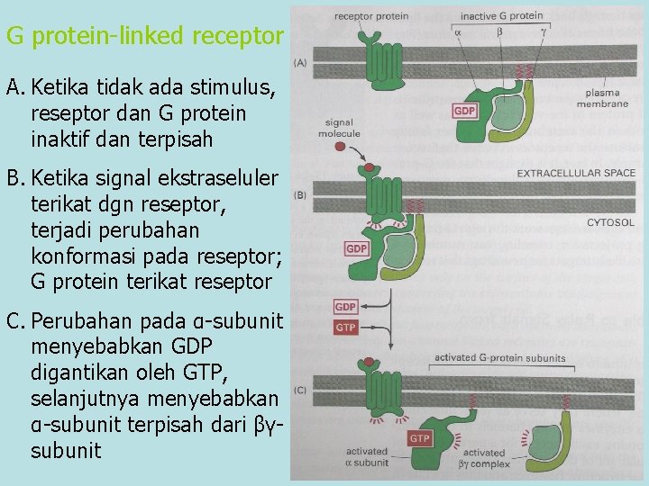 G protein-linked receptor A. Ketika tidak ada stimulus, reseptor dan G protein inaktif dan