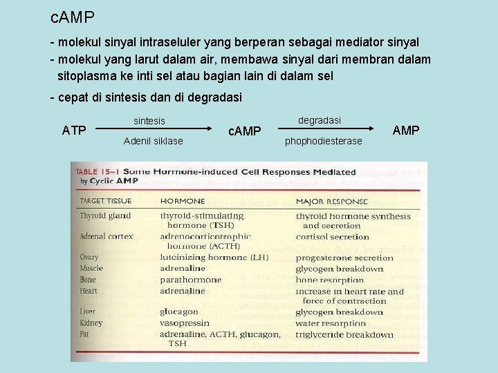 c. AMP - molekul sinyal intraseluler yang berperan sebagai mediator sinyal - molekul yang